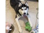 Adopt Khan a Black Husky / Mixed dog in Reisterstown, MD (33644034)