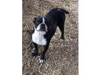 Adopt Millie a Black - with White Boston Terrier / Mixed dog in Freedom