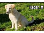Adopt Racer a Tan/Yellow/Fawn Shepherd (Unknown Type) dog in Eugene