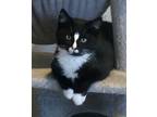 Adopt Dash a Black & White or Tuxedo Domestic Shorthair (short coat) cat in