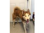 Adopt SHELTON a Husky / Mixed dog in Lindsay, CA (33643715)