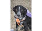 Adopt Stitch a Australian Cattle Dog / Mixed dog in Crocker, MO (33643775)