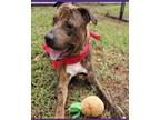 Adopt Rocco a Brindle Plott Hound dog in Castle Rock, CO (33643561)