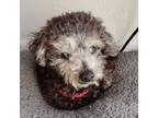 Adopt Jacko a Poodle (Miniature) / Bichon Frise / Mixed dog in Austin