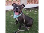 Adopt Jakey a American Staffordshire Terrier / Mixed dog in Austin