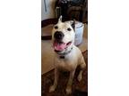 Adopt Giuseppe a White - with Black Husky / Boxer / Mixed dog in Ventura