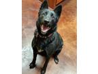 Adopt Stella a German Shepherd Dog / Mixed dog in Salem & Dorchester