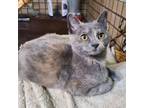 Adopt Misty (Liz) a Tortoiseshell Domestic Mediumhair / Mixed (medium coat) cat