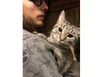 Adopt Muenster a Gray, Blue or Silver Tabby Domestic Shorthair (short coat) cat