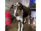 Adopt Harlow a Brown/Chocolate Labrador Retriever / Mixed dog in Edinburg