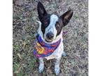 Adopt Frederick a Black Blue Heeler / Mixed dog in Helena, AL (33642821)