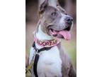 Adopt Kewpie a Gray/Silver/Salt & Pepper - with White Pit Bull Terrier / Mixed