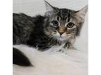 Adopt Abby a Brown or Chocolate Domestic Mediumhair / Mixed cat in Spanish Fork