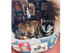 Adopt Jellybean a Tortoiseshell Domestic Shorthair / Mixed (short coat) cat in