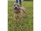 Adopt Mahan a American Pit Bull Terrier / Mixed dog in Madison, AL (33642485)