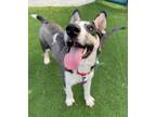 Adopt Batman a Siberian Husky / Mixed dog in Mipiltas, CA (33642364)