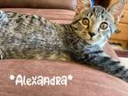 Adopt Alexandra a Brown Tabby Domestic Shorthair (short coat) cat in