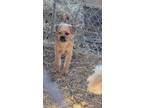 Adopt Buddy a Red/Golden/Orange/Chestnut Pug / Poodle (Miniature) / Mixed dog in