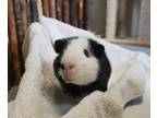 Adopt Possum a Guinea Pig small animal in Powell River, BC (33642041)