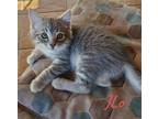 Adopt JLO a Gray or Blue (Mostly) Domestic Shorthair / Mixed (short coat) cat in