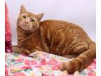 Adopt Georgie V a Orange or Red Domestic Shorthair / Mixed cat in Muskegon
