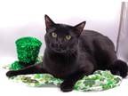 Adopt Jude Sahara a All Black Domestic Shorthair / Mixed cat in Muskegon