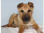 Adopt Rafiki a Australian Cattle Dog / Mixed dog in Neillsville, WI (33637740)