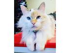 Adopt Precious a White (Mostly) Domestic Longhair / Mixed (long coat) cat in