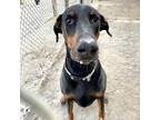 Adopt 22-008 Frisco a Black Doberman Pinscher / Mixed dog in Hampton