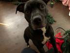 Adopt Coco a Black American Pit Bull Terrier / Mixed dog in Jacksonville