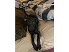 Adopt phoebe a Black Labrador Retriever / Boxer / Mixed dog in Locust Grove