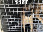 Adopt Mo a Tan/Yellow/Fawn - with Black Pug / Terrier (Unknown Type