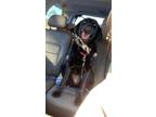 Adopt Giget a Black Springer Spaniel / Retriever (Unknown Type) / Mixed dog in