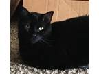 Adopt Francis a All Black American Shorthair / Mixed (medium coat) cat in