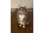 Adopt Kiki a Gray or Blue Domestic Mediumhair / Mixed (medium coat) cat in