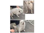 Adopt a White Pomeranian / Mixed dog in Sacramento, CA (33641293)