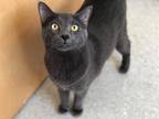 Adopt PERCY a Gray or Blue Domestic Shorthair / Mixed (short coat) cat in