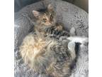 Adopt BABY GIRL a Tortoiseshell Domestic Shorthair / Mixed (short coat) cat in