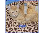 Adopt Finn a Orange or Red Tabby Domestic Shorthair (short coat) cat in