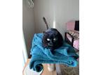 Adopt Kath a All Black American Shorthair / Mixed (short coat) cat in Saint