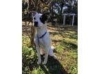 Adopt Rocky a White - with Black Jack Russell Terrier / Mixed dog in Pensacola