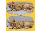 Adopt Hadie a Orange or Red Tabby Domestic Shorthair (short coat) cat in