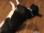 Adopt Blue a Black - with White American Pit Bull Terrier / Mixed dog in Saint