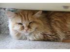 Adopt CHEETO a Orange or Red Tabby Maine Coon / Mixed (long coat) cat in Tucson