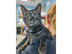 Adopt MARILYN a Brown Tabby Domestic Shorthair / Mixed (short coat) cat in