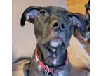 Adopt Giselle a Black Labrador Retriever / Great Dane / Mixed dog in Newark