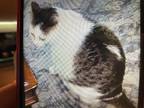 Adopt Minouche a Black & White or Tuxedo Domestic Mediumhair / Mixed cat in Fort