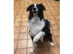 Adopt Nico a Black - with White Australian Shepherd / Mixed dog in Milford