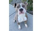 Adopt Malone a Brindle American Pit Bull Terrier / Mixed dog in Red Bluff
