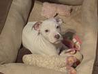 Adopt Tahoe a White American Staffordshire Terrier / Mixed dog in Pell City